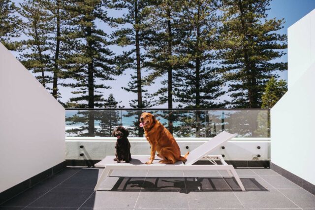 Dogs on balcony at Manly Pacific