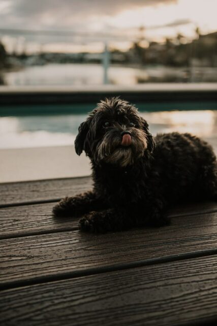 Saltwater Villas with Dog