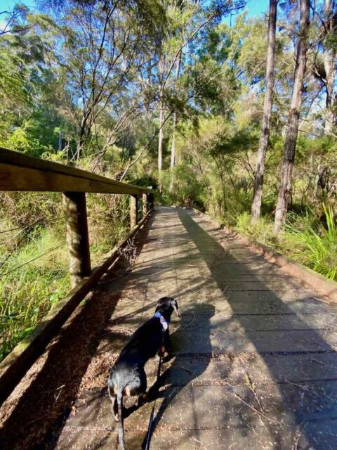 Warren River Cedar with Dog