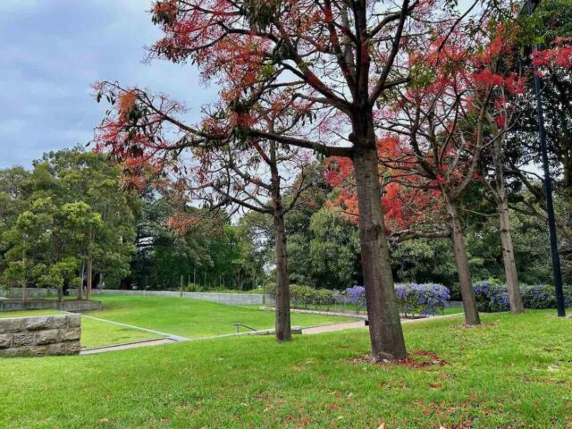 Cook and Phillip Park Sydney
