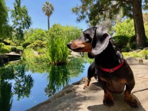 Dog-Friendly Day Trips Adelaide