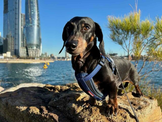 Dog at Barangaroo Reserve