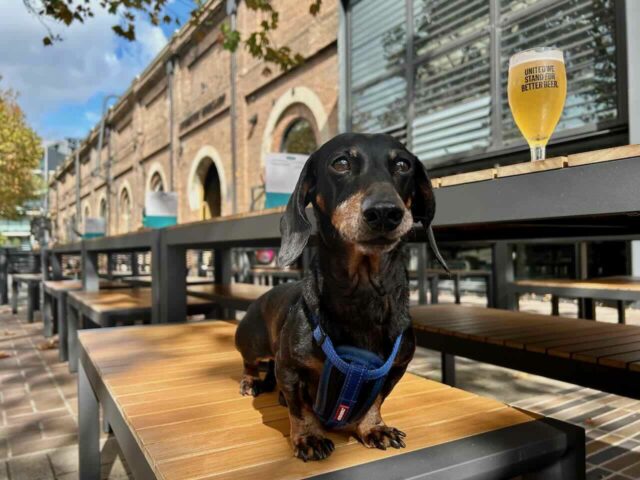 Dog at BrewDog South Eveleigh