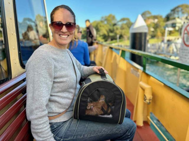 Dog in Carrier on Sydney Ferry