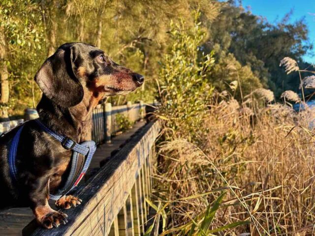 Dog on Lambeth Reserve Boardwalk at Sunset