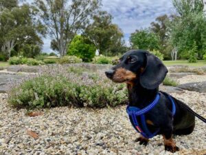 Pet-Friendly Caravan Parks Victoria