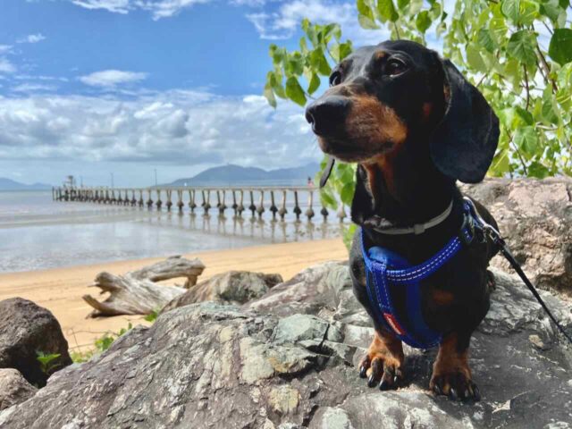 Cardwell Foreshore