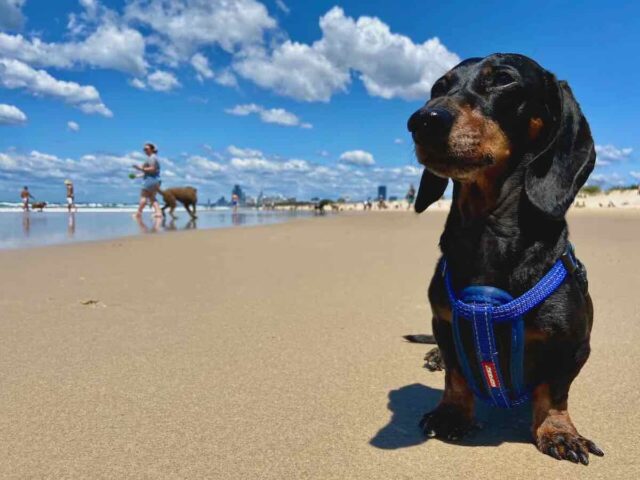 Dog-Friendly Beaches Gold Coast