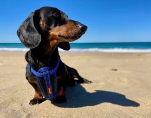 Dog-Friendly Beaches Sunshine Coast