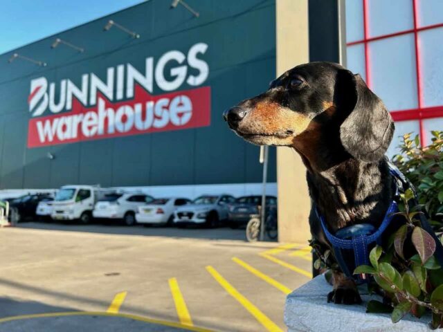 Dog-Friendly Bunnings Australia