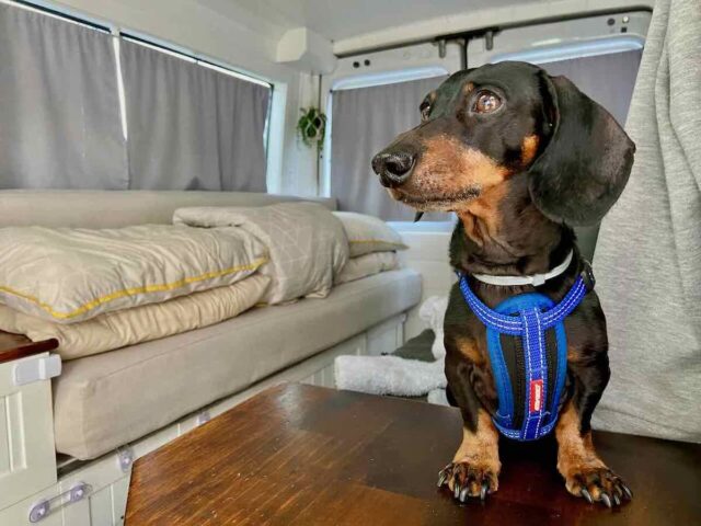 Best dog friendly sales campsites