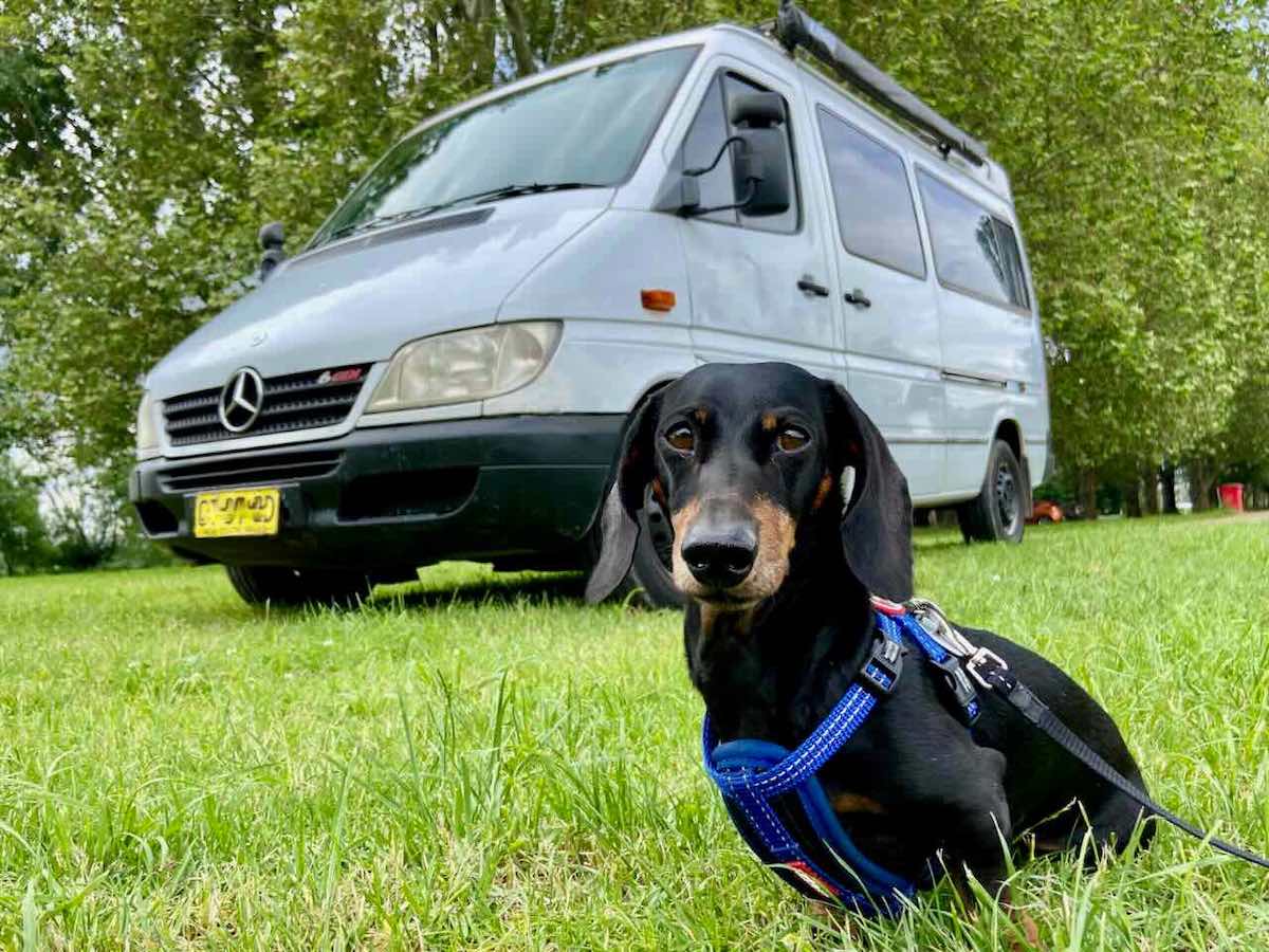 12 of the Best DogFriendly Campsites in NSW Travelnuity