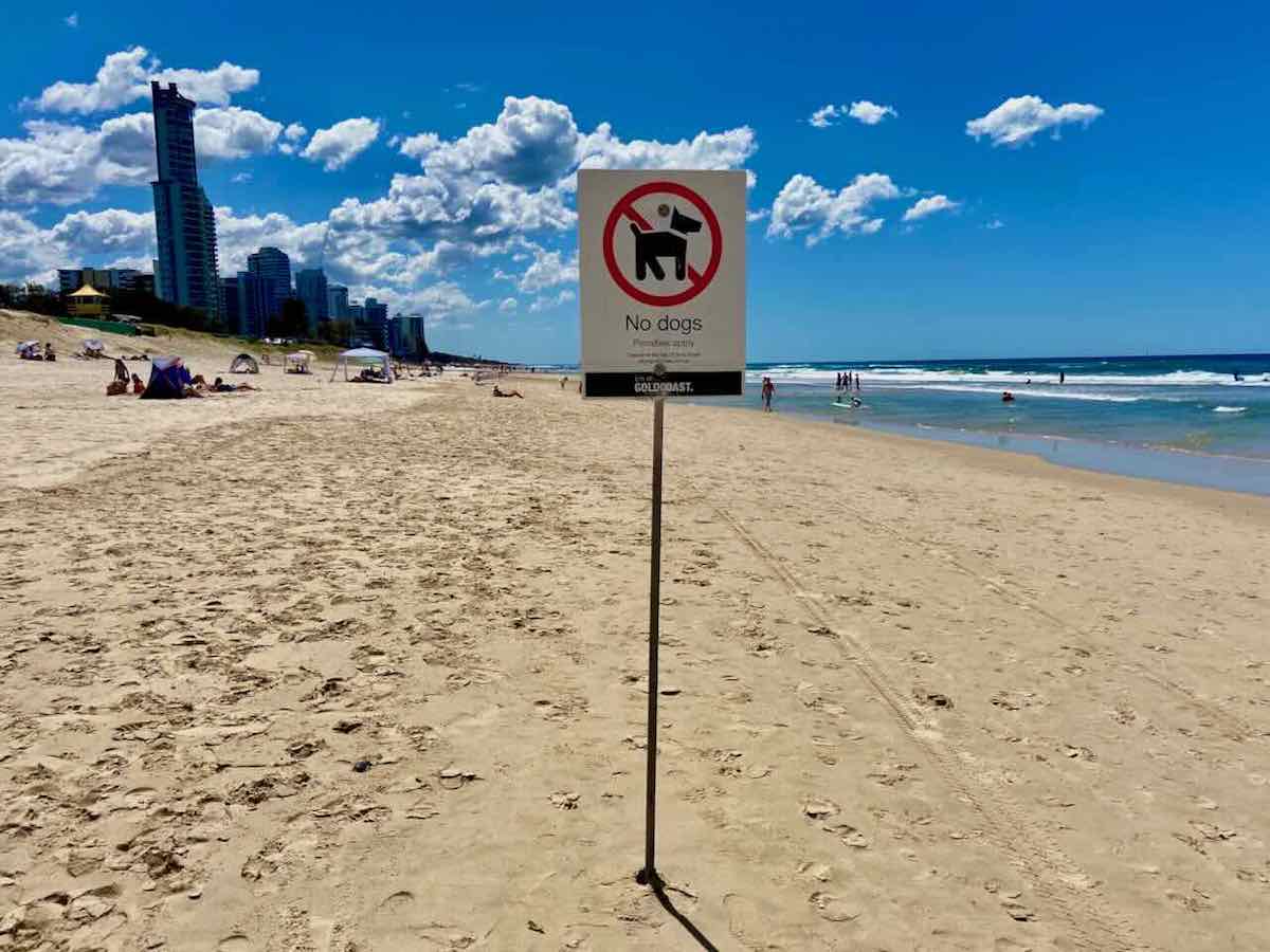 The Best DogFriendly Beaches on the Gold Coast, QLD Travelnuity