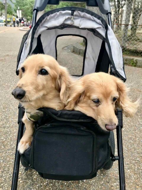 Two dogs in pet stroller in Nara