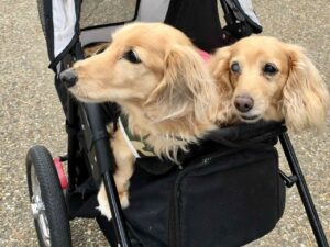 Pet Stroller