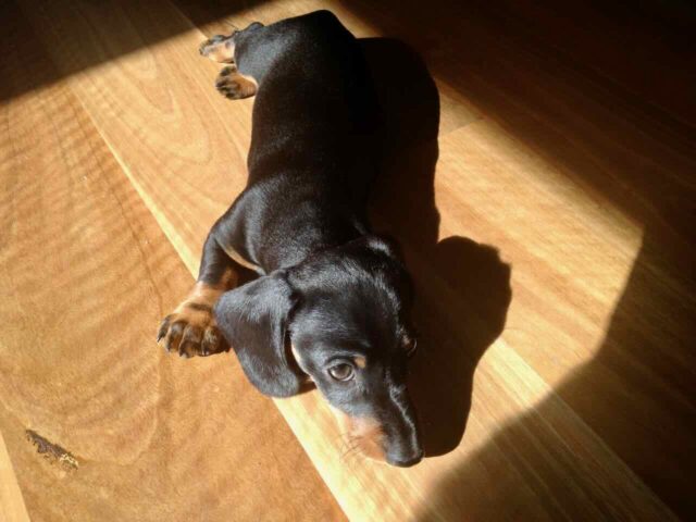 Puppy Lying in the Sun