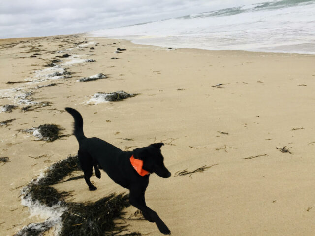 Dog on a Cape Cod Beach