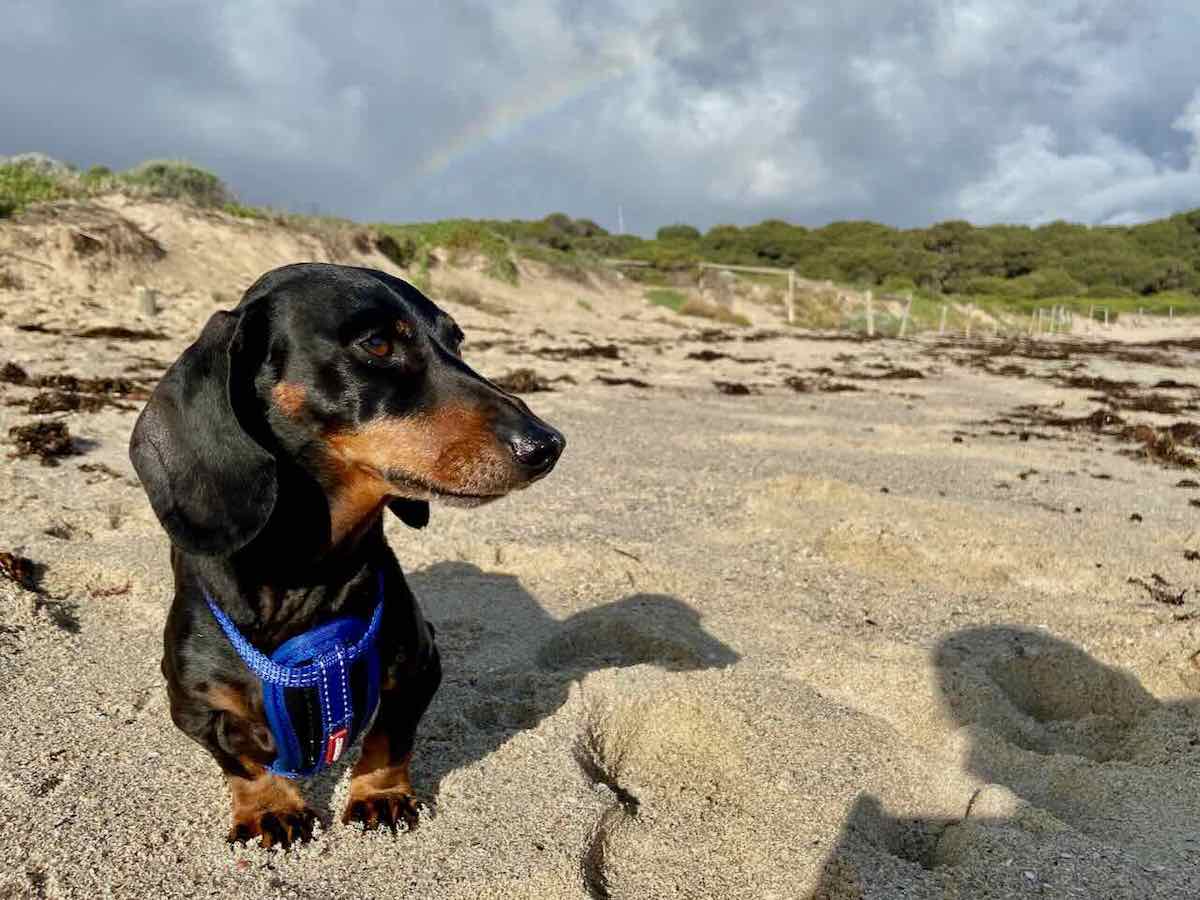 DogFriendly Beaches in the Margaret River Region Travelnuity
