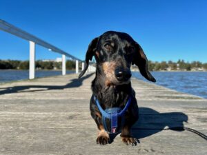 Dog-Friendly Walks Central Coast