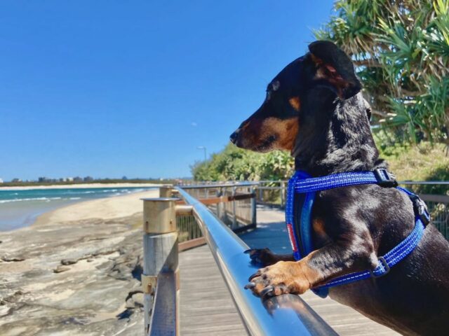 Dog on Boardwalk near Happy Valley