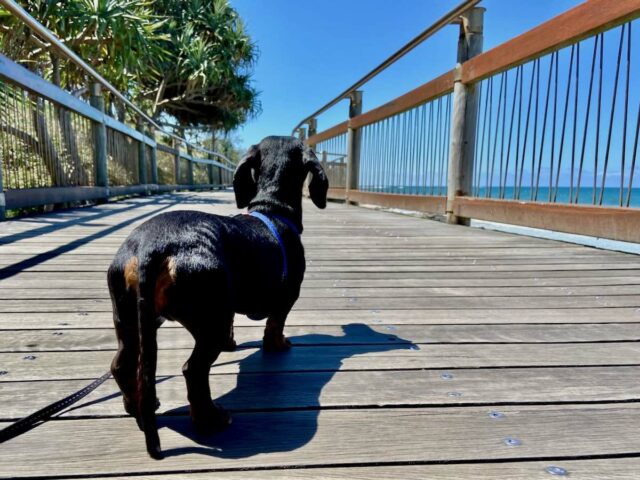 Dog on Caloundra Foreshore Walk