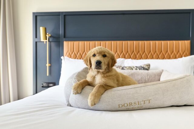 Dorsett Melbourne Holidays for Hounds