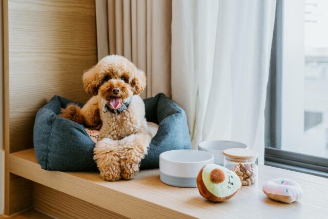 Hyatt Centric Oscar & Friends Pet Package