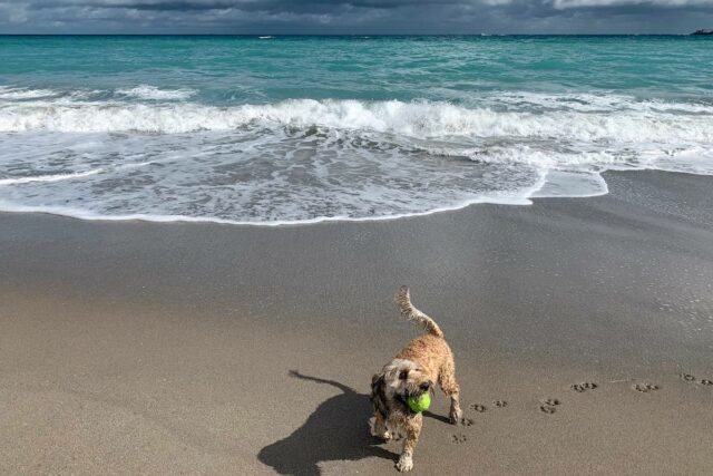 Jupiter Dog Beach Florida