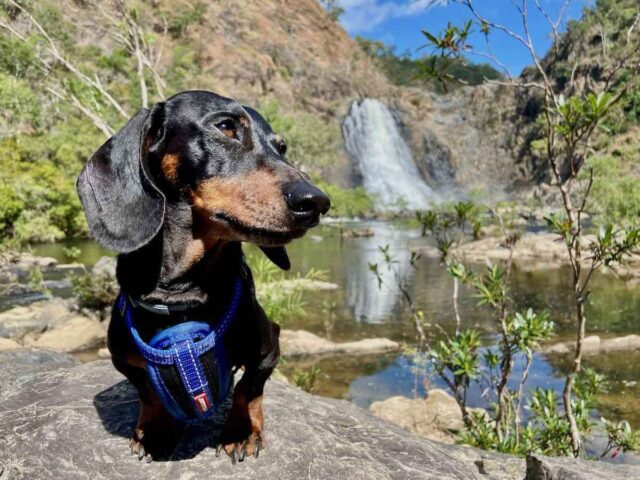 Lap Around Australia with a Dog