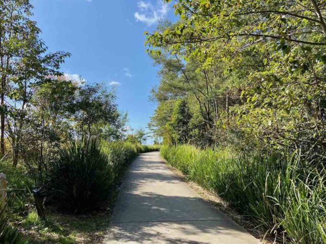 Maleny Trail Path