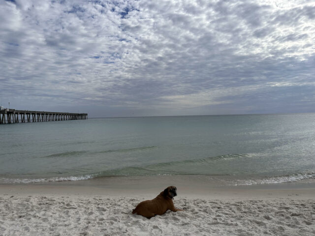 Panama City Dog Beach Florida