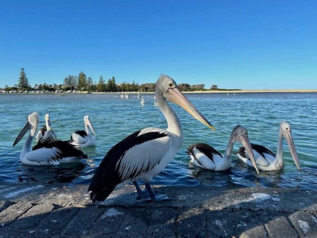 Pelicans at the Entrance