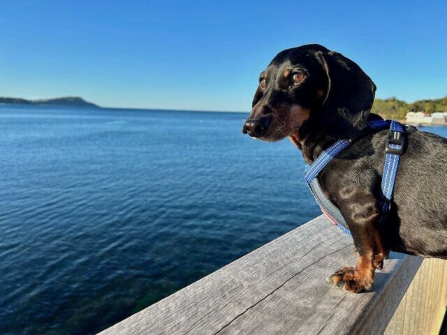 Terrigal Boardwalk with Dog