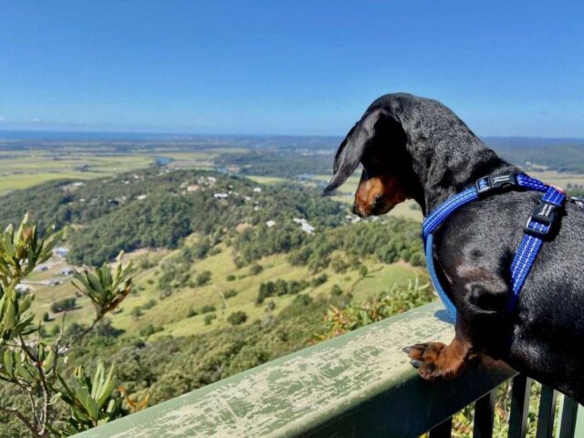 View from Mt Ninderry with Dog