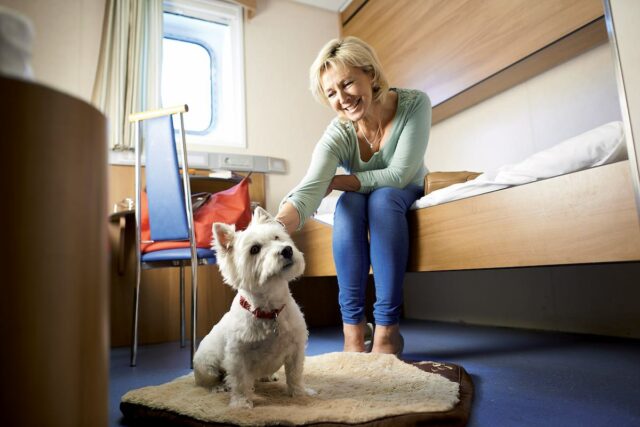 Brittany Ferries Pet-Friendly Cabin