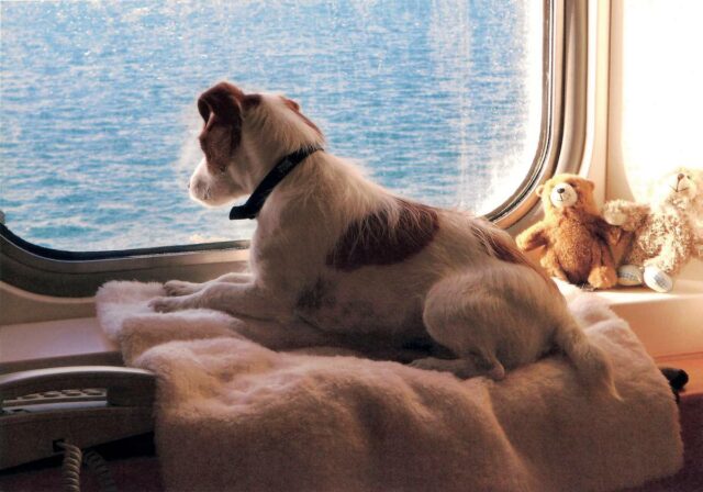 Brittany Ferries Pet-Friendly Cabin with Dog at Window