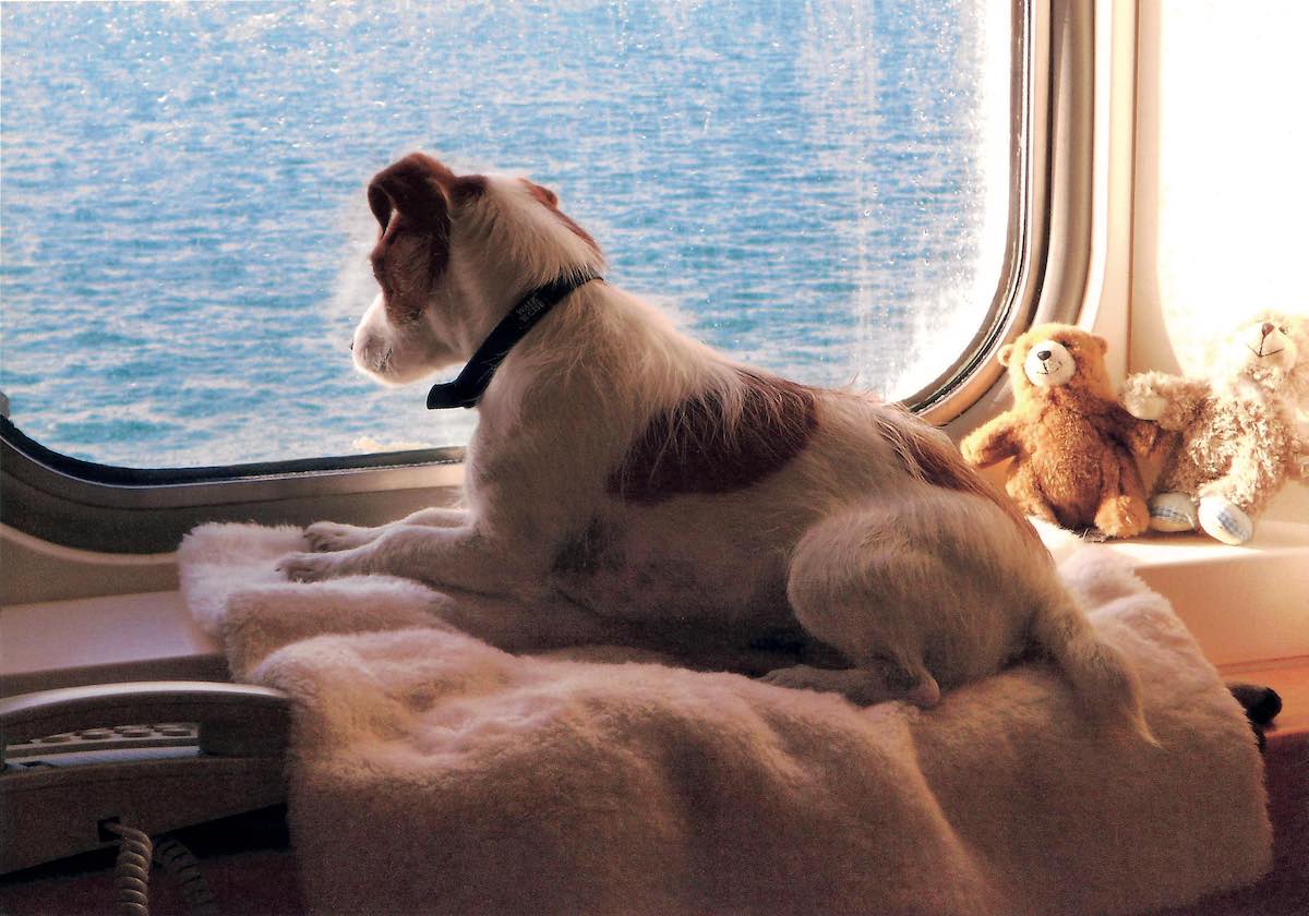 PetFriendly Cabins on Ferries Between UK and Europe Travelnuity