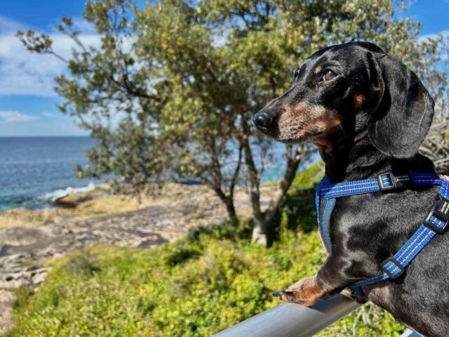 Cronulla Beach Walk View with Dog