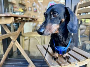 Dog-Friendly Cafes Sydney