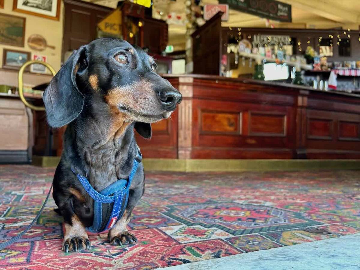 10 of the Best DogFriendly Pubs in Sydney Travelnuity