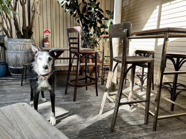 Dog at the Erko