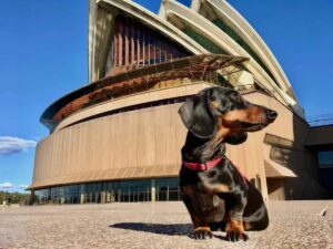 Importing Dogs to Australia