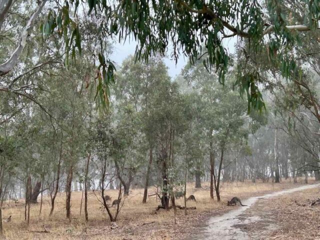 Kangaroos at Westerfold Park