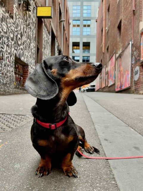 Melbourne Laneway