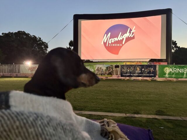 Moonlight Cinema
