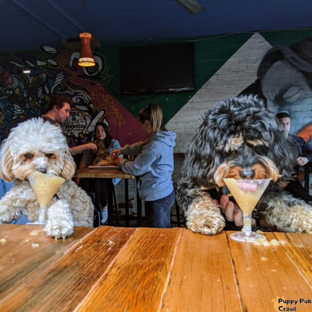 Puppy Pub Crawl Melbourne