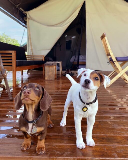 South Coast Retreat with Puppies