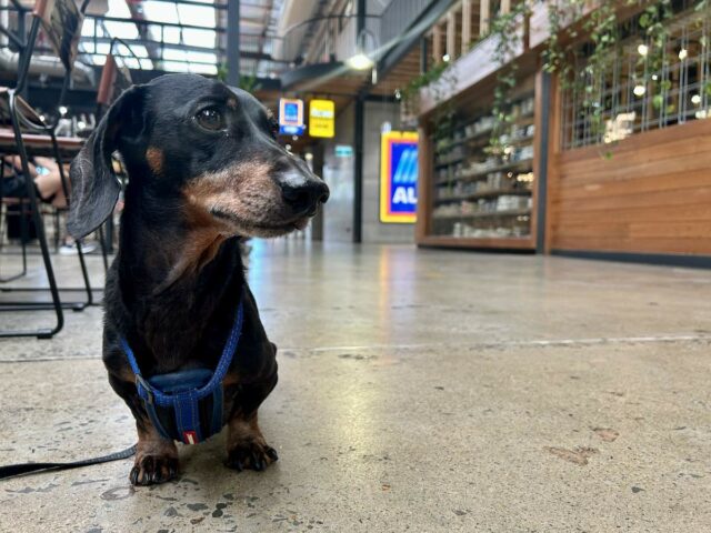 Well-Behaved Dog at Shopping Centre