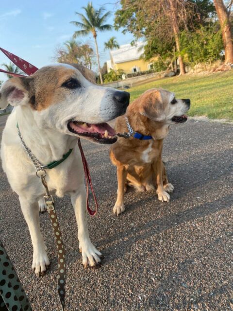 Dogs in Bahamas