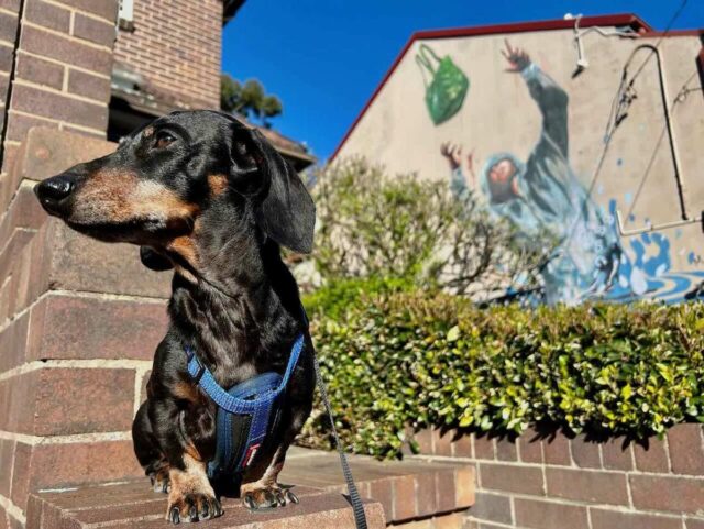 Newtown Street Art with Dog